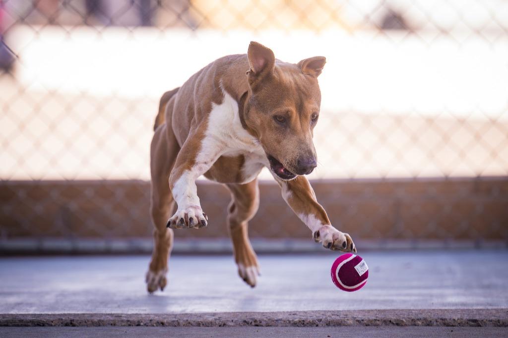 Enlarge Draco, a Adoptable Pit Bull Terrier in Twentynine Palms, CA image 3/5