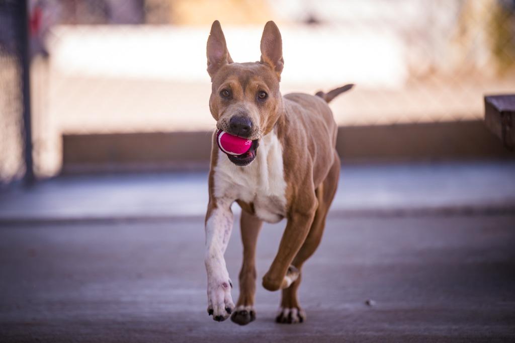 Enlarge Draco, a Adoptable Pit Bull Terrier in Twentynine Palms, CA image 4/5