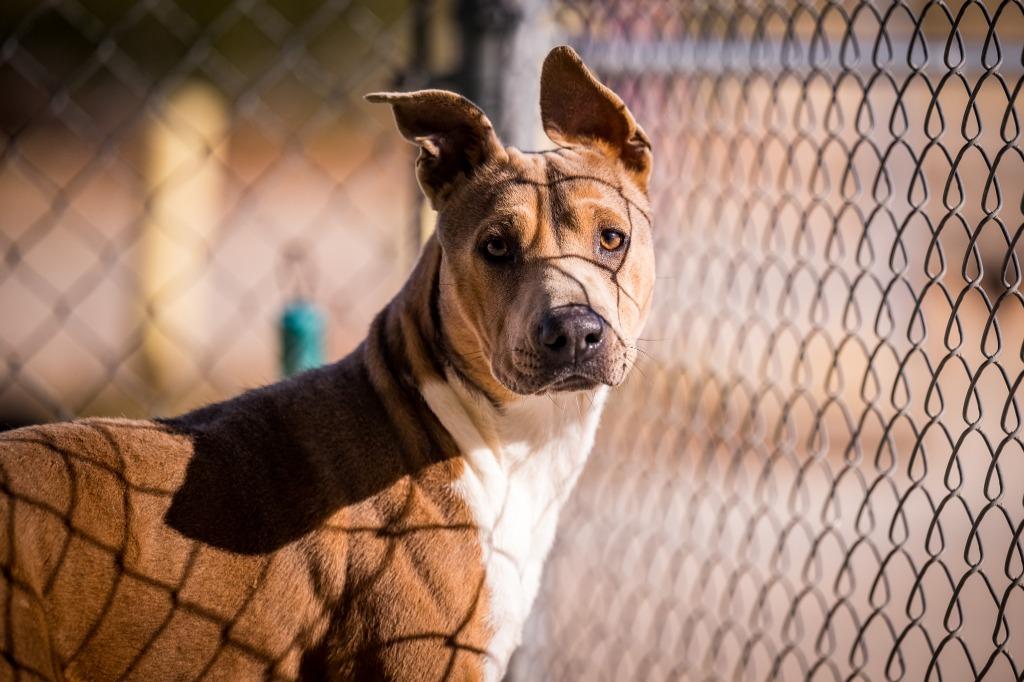 Enlarge Draco, a Adoptable Pit Bull Terrier in Twentynine Palms, CA image 5/5