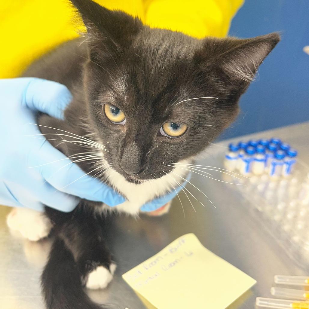 Cain, Adoptable, Kitten Male Domestic Short Hair.