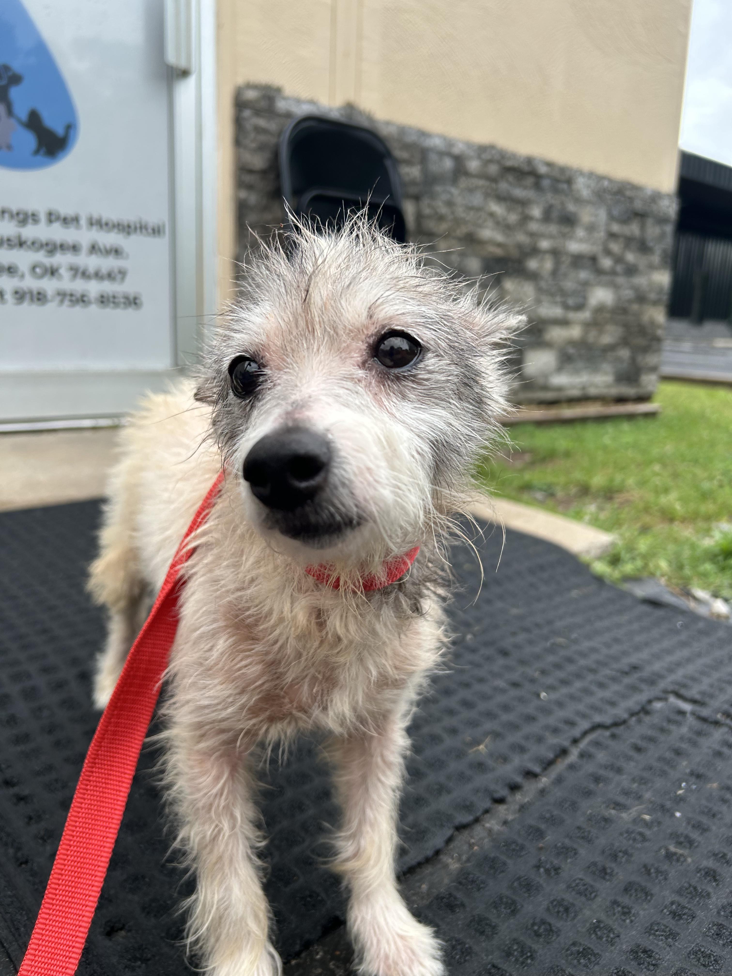 Klinco, a ADOPTABLE mixed breed in Okmulgee, OK image 4/4