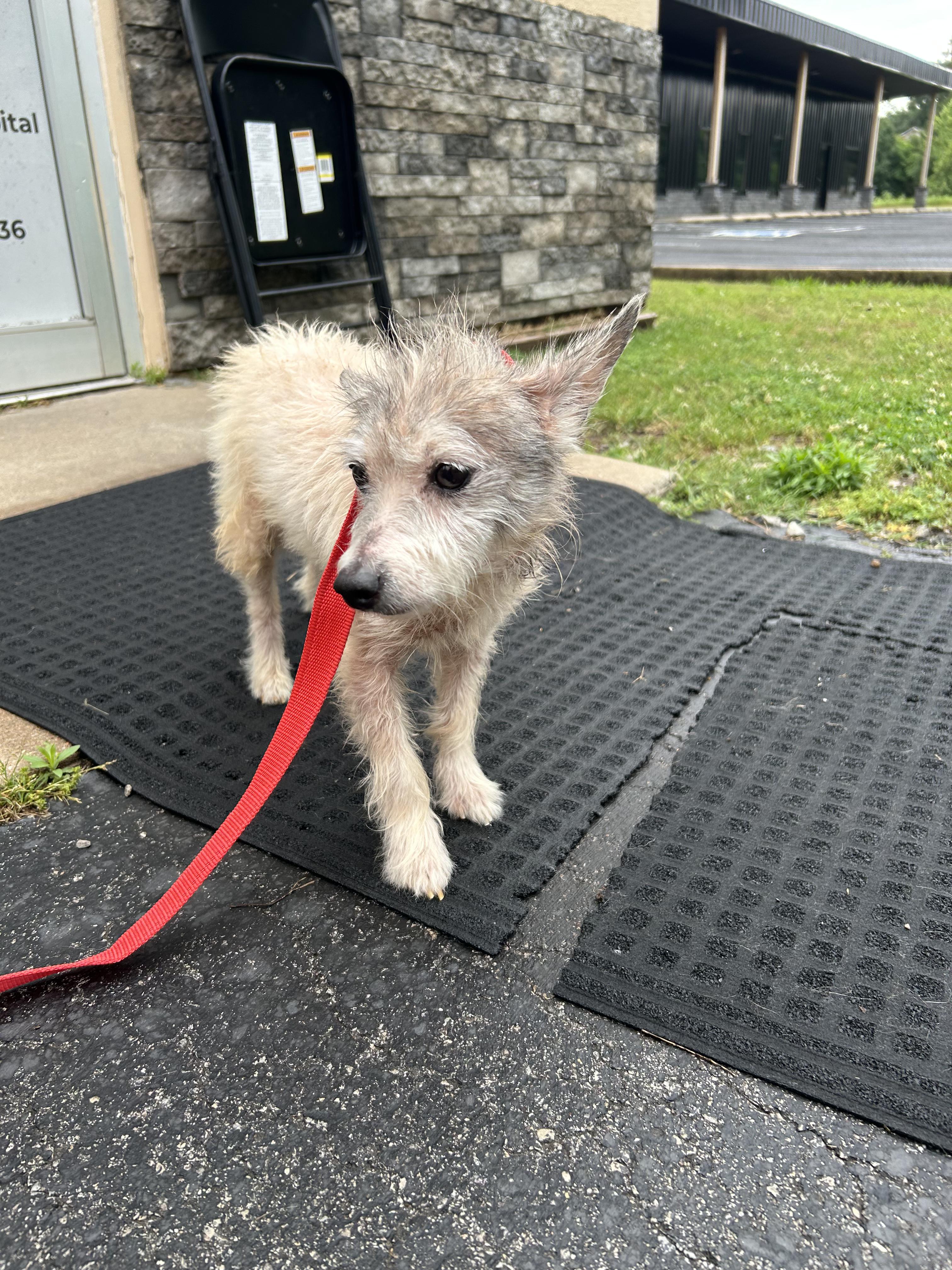 Klinco, a ADOPTABLE mixed breed in Okmulgee, OK image 2/4