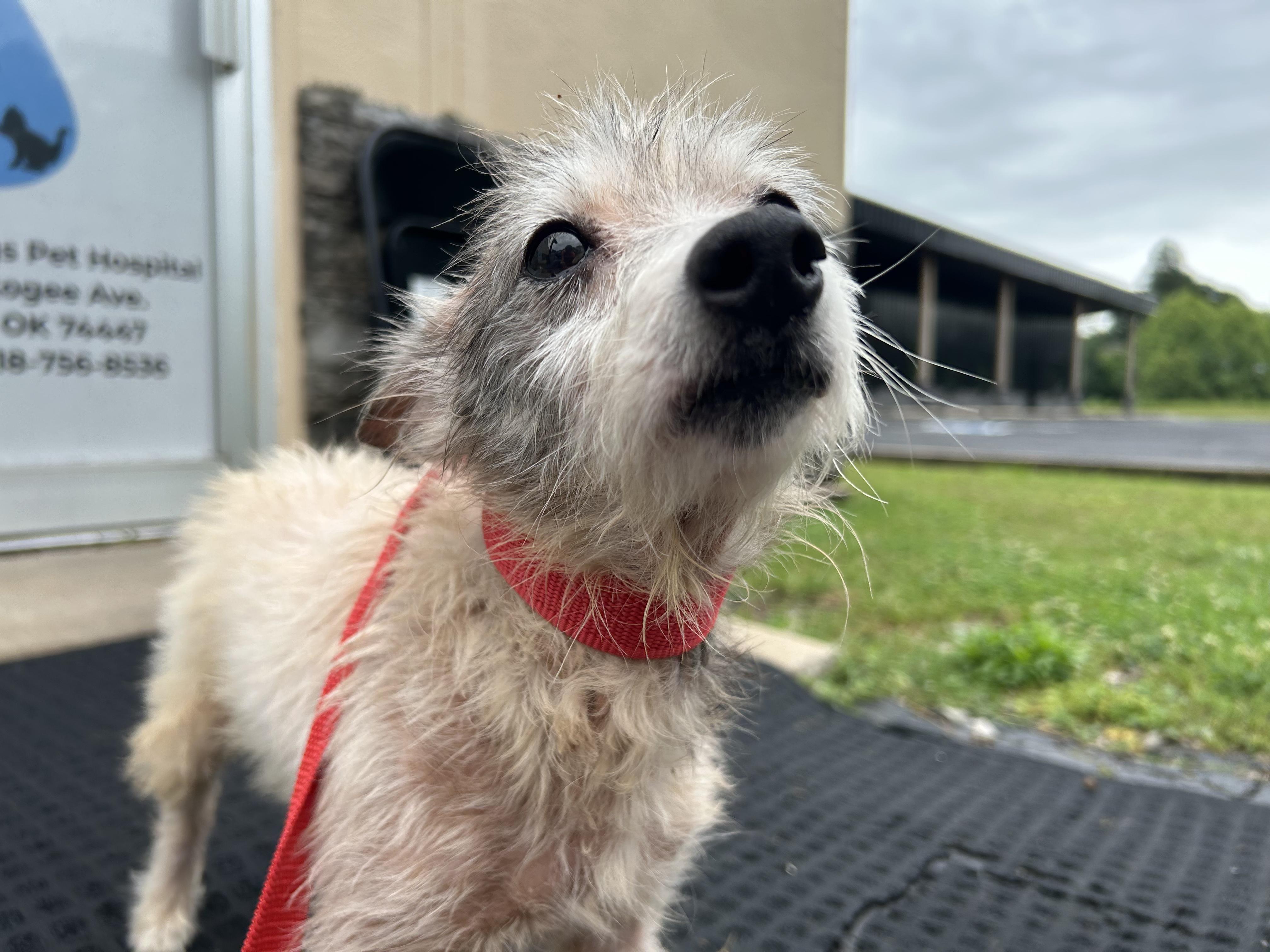 Klinco, a ADOPTABLE mixed breed in Okmulgee, OK image 3/4
