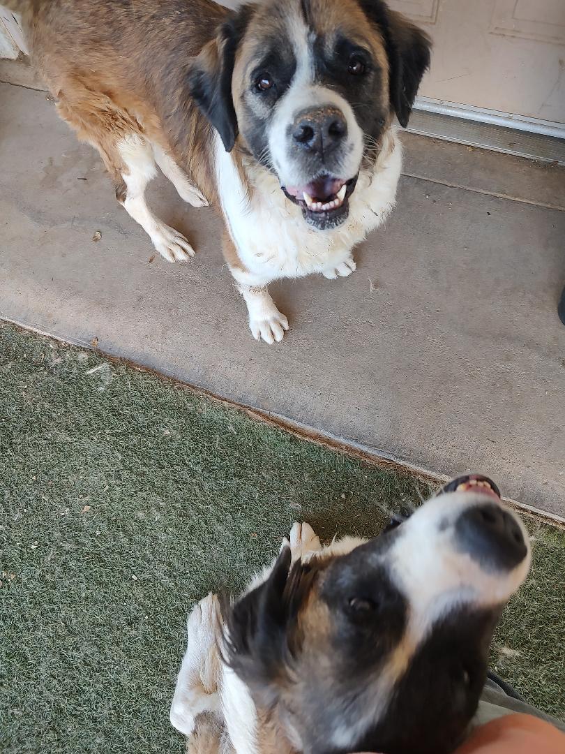 Maggie & Mandy, Adoptable, Senior Female Saint Bernard.