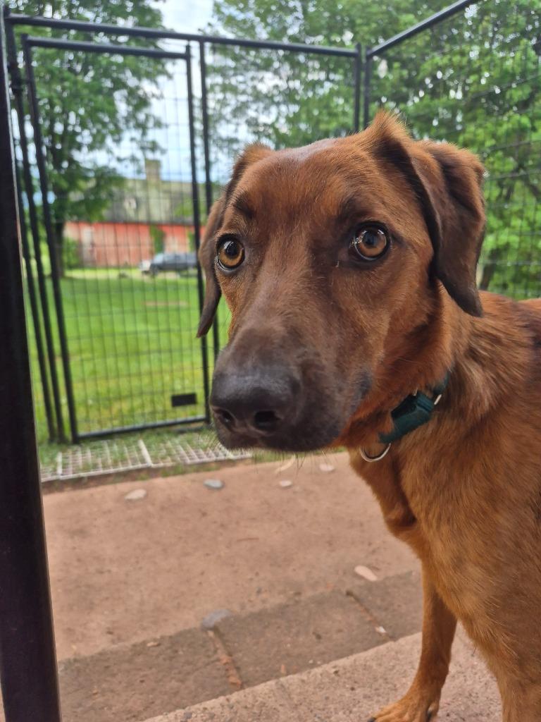 Reddi Lala., Adoptable, Adult Female Mixed Breed.