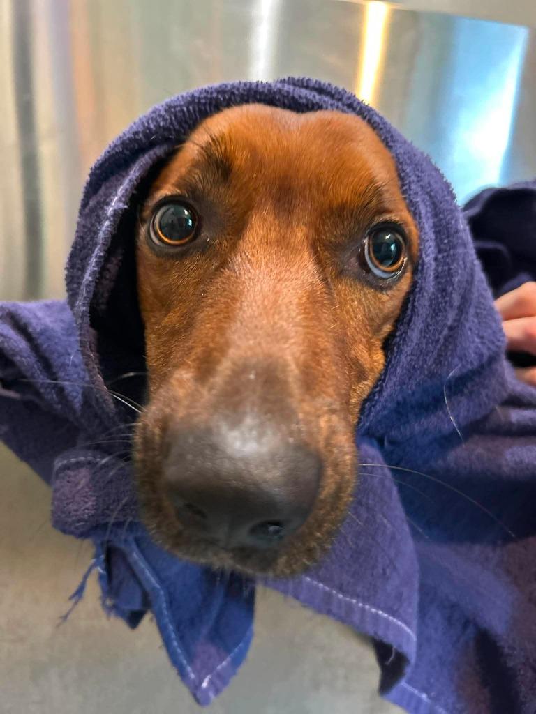 Enlarge Jelly, a Adoptable Mixed Breed in Ashland, WI image 1/1