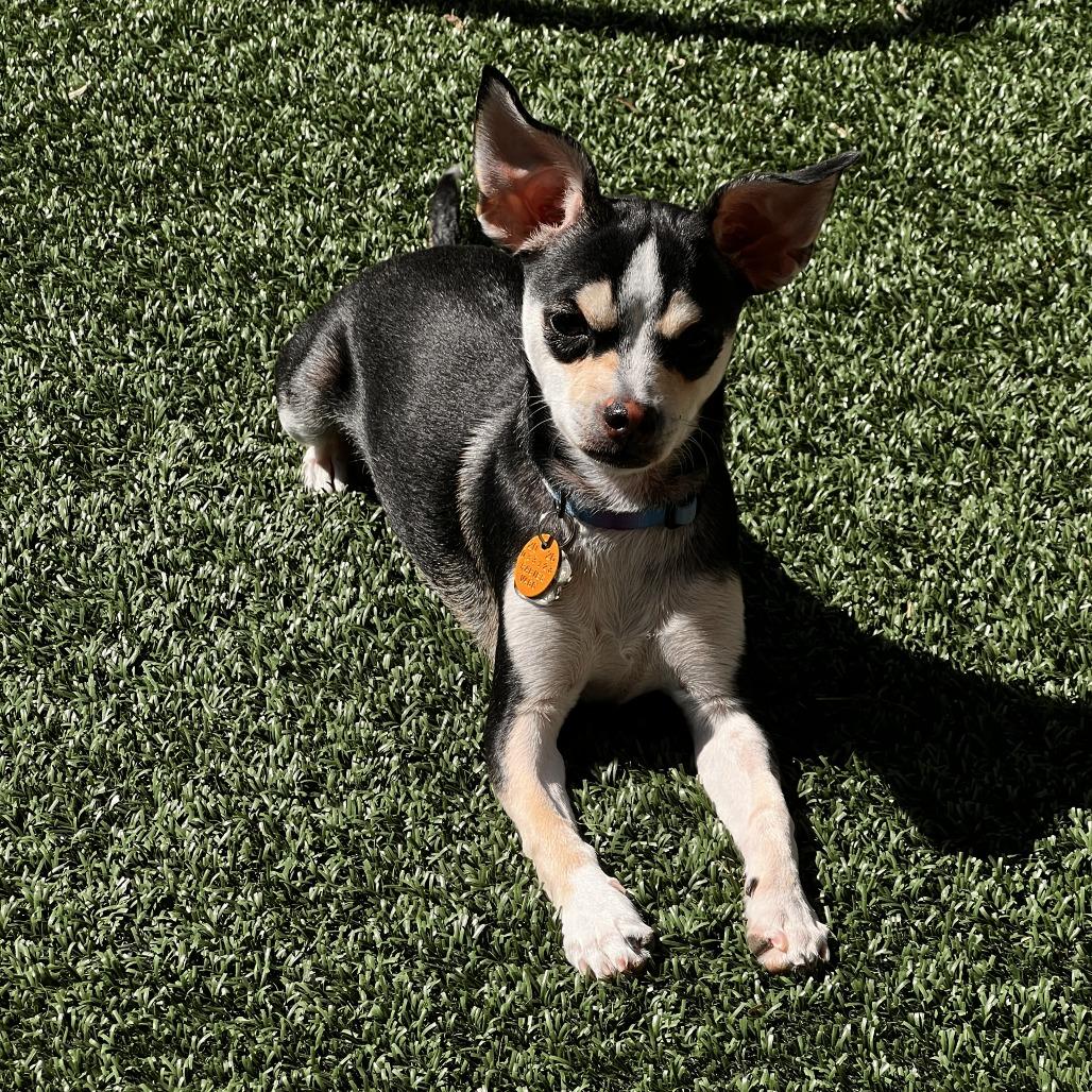 Yoko, Adoptable, Puppy Female Chihuahua.