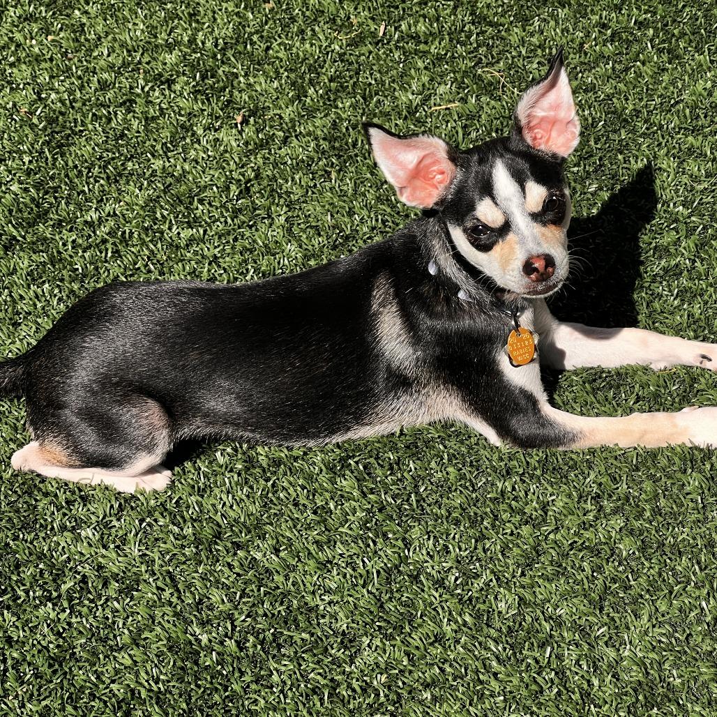 Enlarge Yoko, a Adoptable Chihuahua in Las Vegas, NV image 2/2
