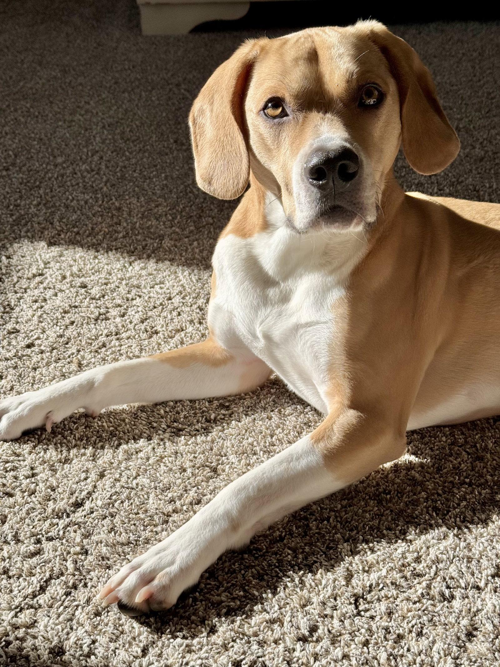 Enlarge Arlo, a Adopted mixed breed in Baltimore, MD image 1/3