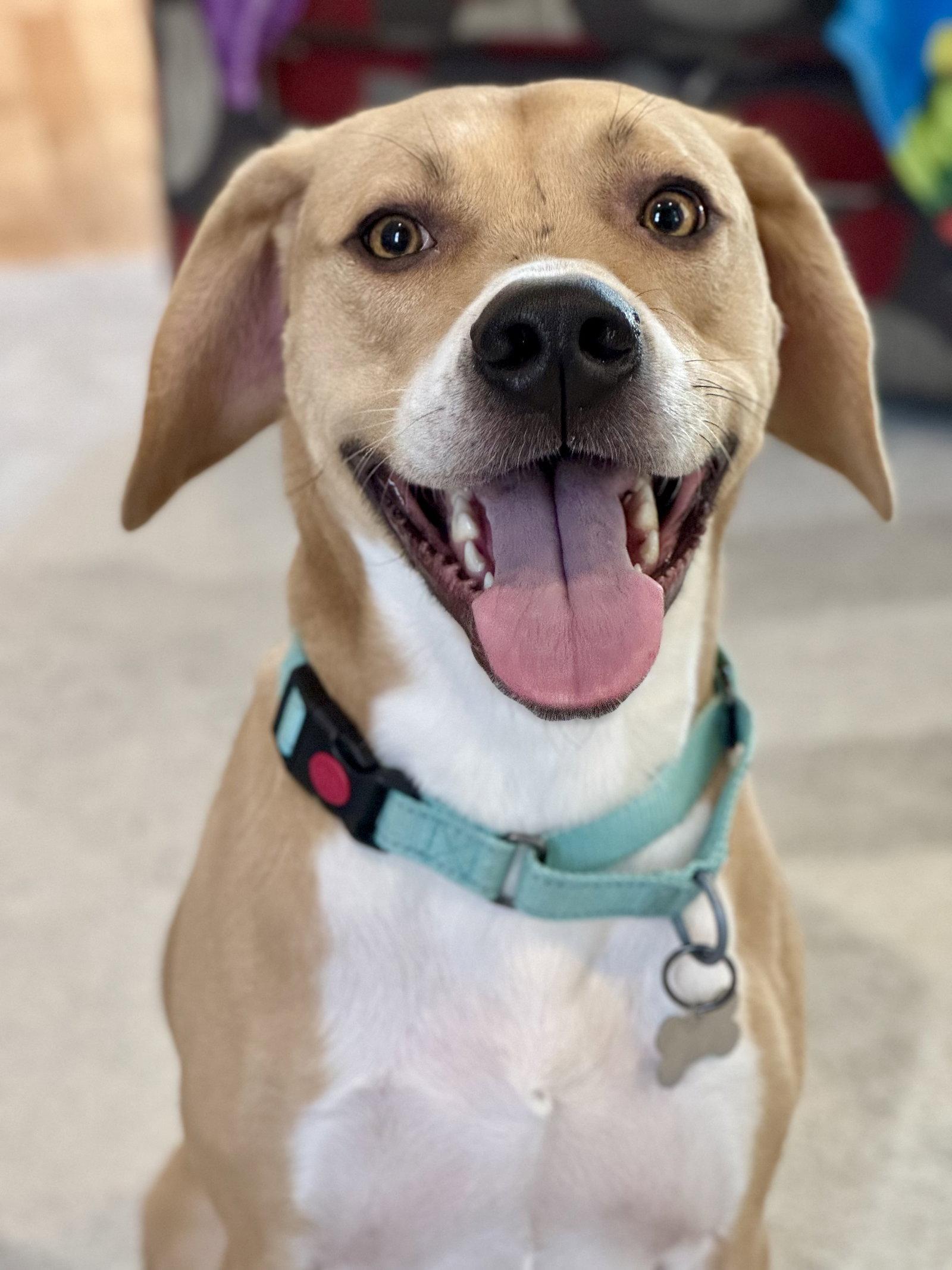 Enlarge Arlo, a Adopted mixed breed in Baltimore, MD image 2/3