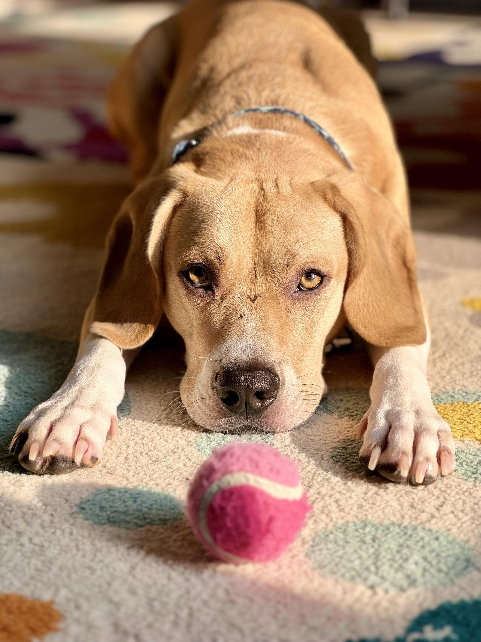 Enlarge Arlo, a Adopted mixed breed in Baltimore, MD image 3/3