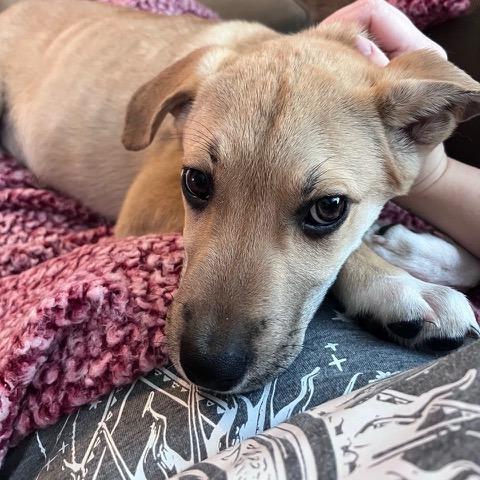 Enlarge Balto, a Adoptable mixed breed in Kansas City, MO image 1/6