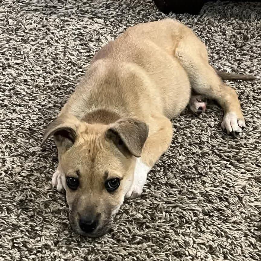 Balto, Adoptable, Puppy Male Husky & Mixed Breed.