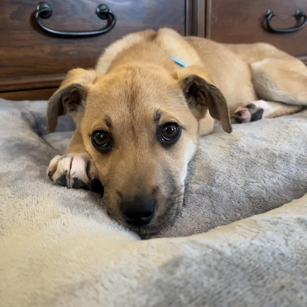 Balto, Adoptable, Puppy Male Husky & Mixed Breed.