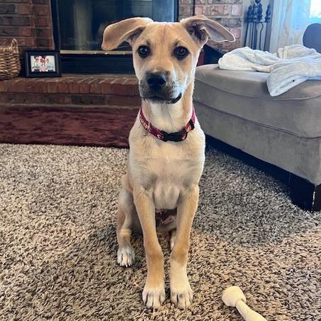 Enlarge Balto, a Adoptable mixed breed in Kansas City, MO image 3/6