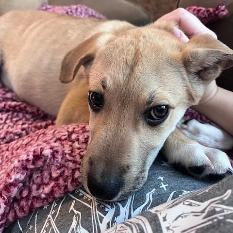 Balto, Adoptable, Young Male Husky & Mixed Breed.