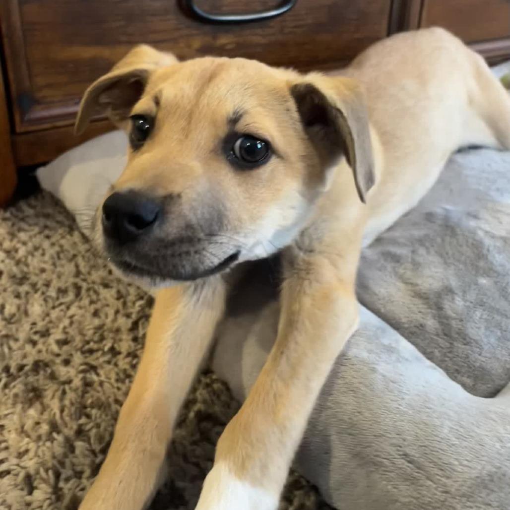 Balto, a Adoptable mixed breed in Kansas City, MO image 5/6