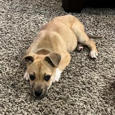 Balto, a Adoptable mixed breed in Kansas City, MO image 6/6