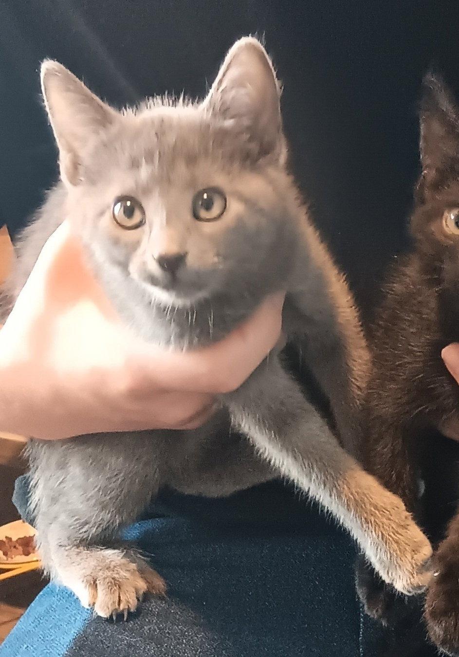 Piper, Adoptable, Kitten Female Domestic Short Hair.