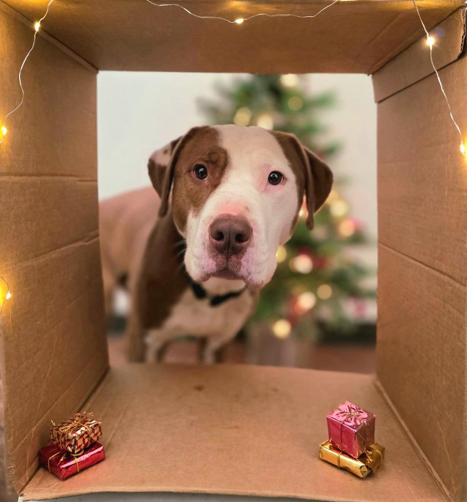 Carlos, Adoptable, Adult Male Pit Bull Terrier.