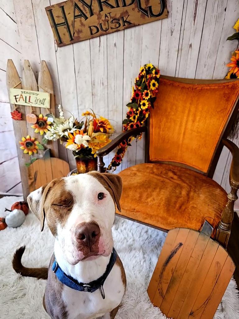Enlarge Carlos, a Adoptable Pit Bull Terrier in Sprakers, NY image 6/6