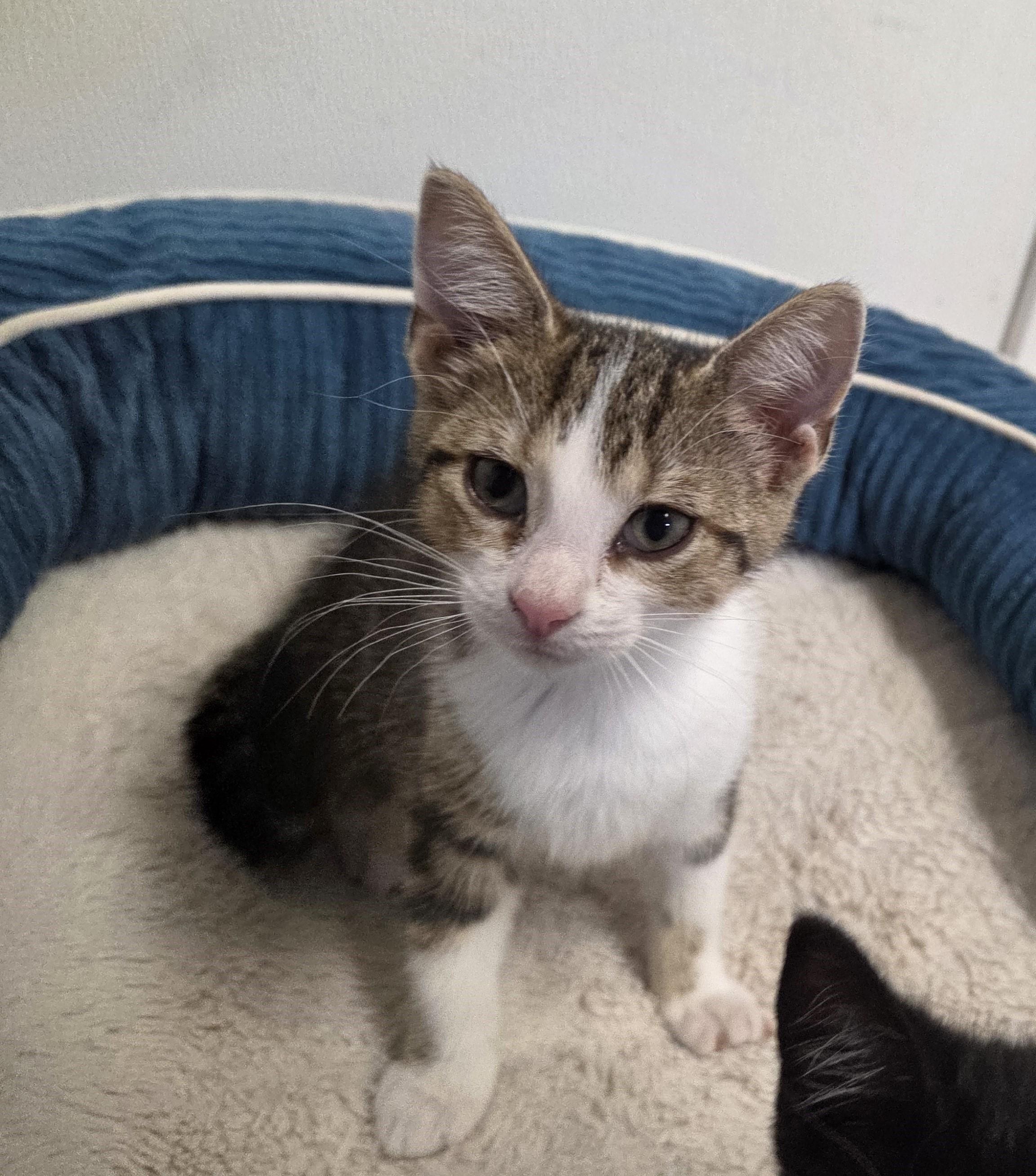 Lana, adopted, Kitten Female Domestic Short Hair.