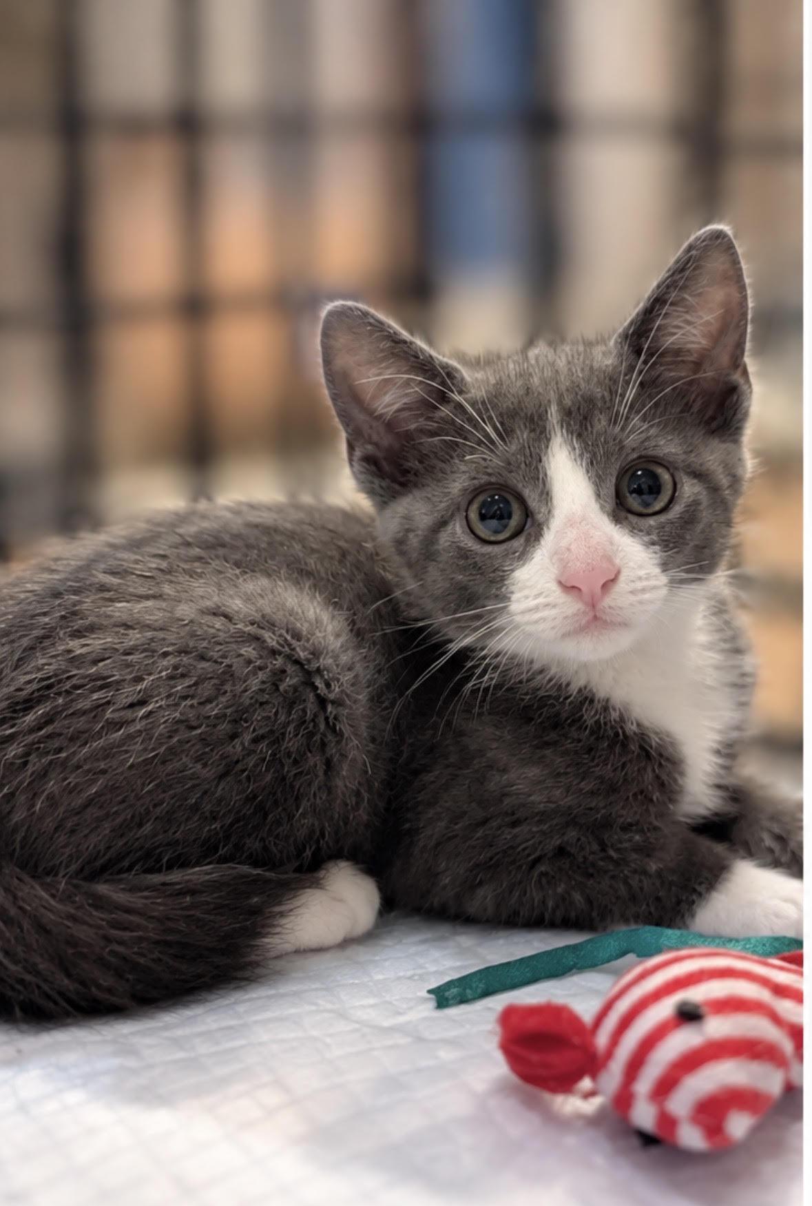 Enlarge Cupcake, a Adopted mixed breed in New York, NY image 3/4