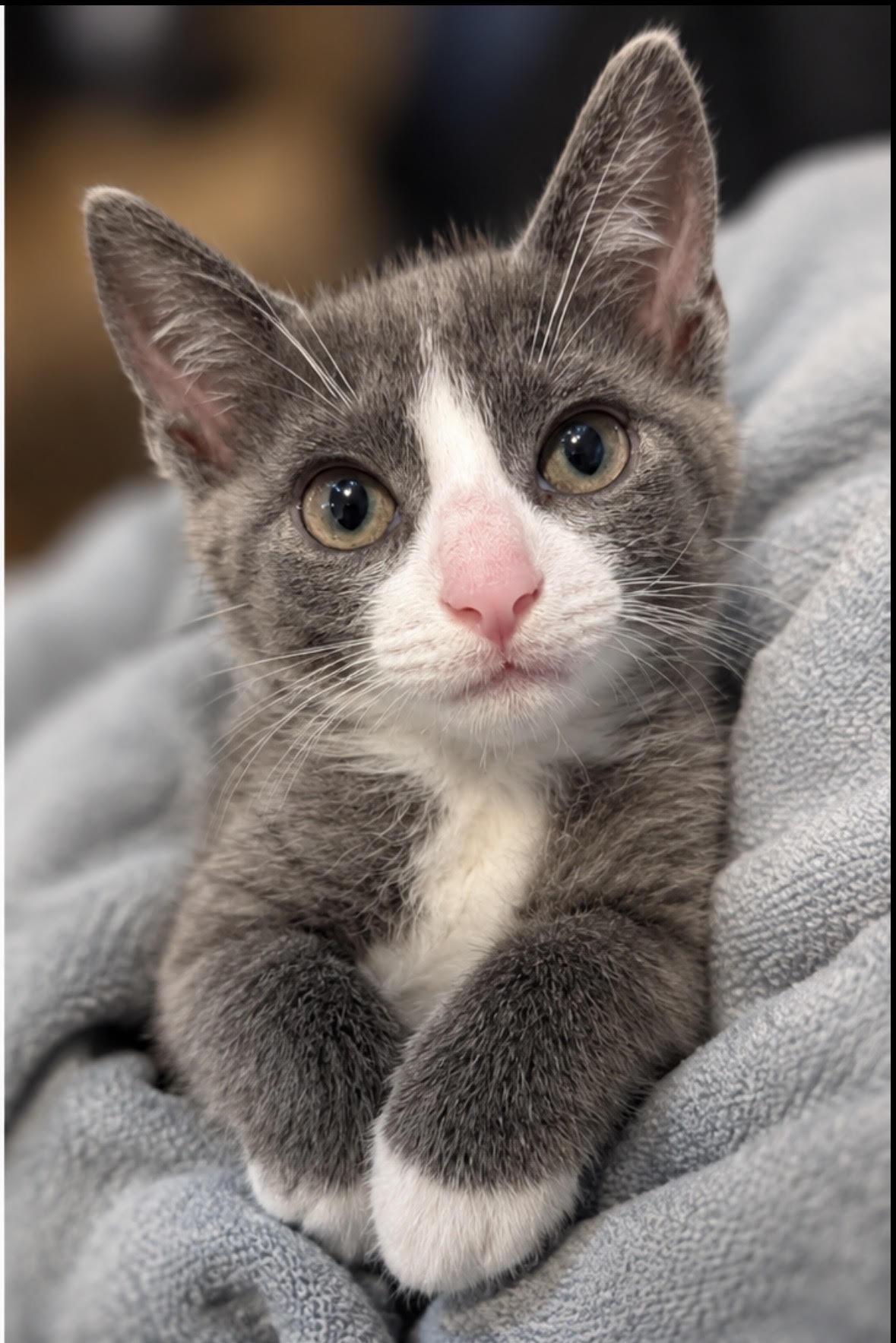 Cupcake, Adopted, Kitten Male Domestic Short Hair & Tuxedo.