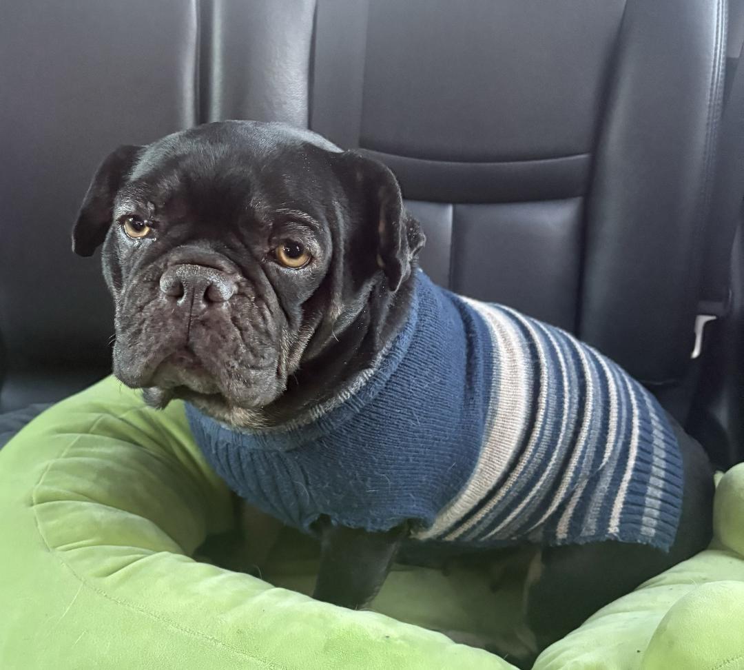 Enlarge Ginger in MO, a ADOPTABLE mixed breed in St Louis, MO image 2/5