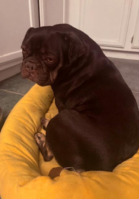 Enlarge Ginger in MO, a ADOPTABLE mixed breed in St Louis, MO image 4/5