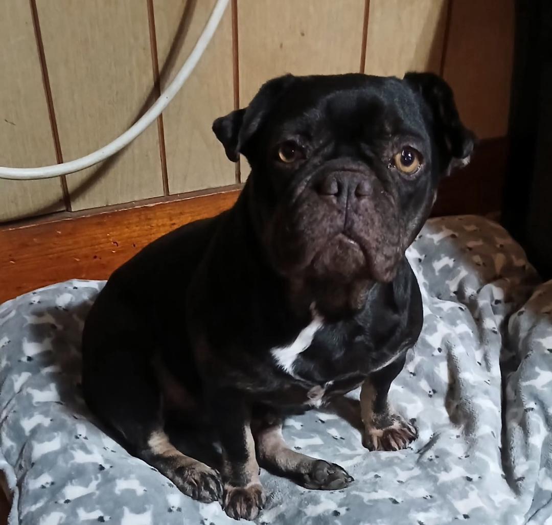 Ginger in MO, ADOPTABLE, Adult Female Boston Terrier.