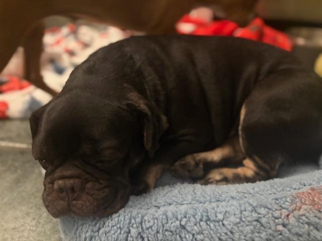 Enlarge Ginger in MO, a ADOPTABLE mixed breed in St Louis, MO image 3/5