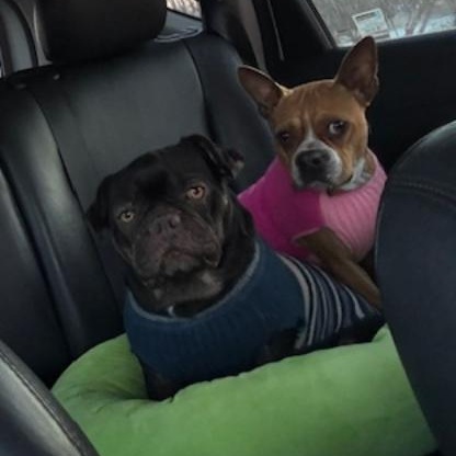 Enlarge Ginger in MO, a ADOPTABLE mixed breed in St Louis, MO image 5/5