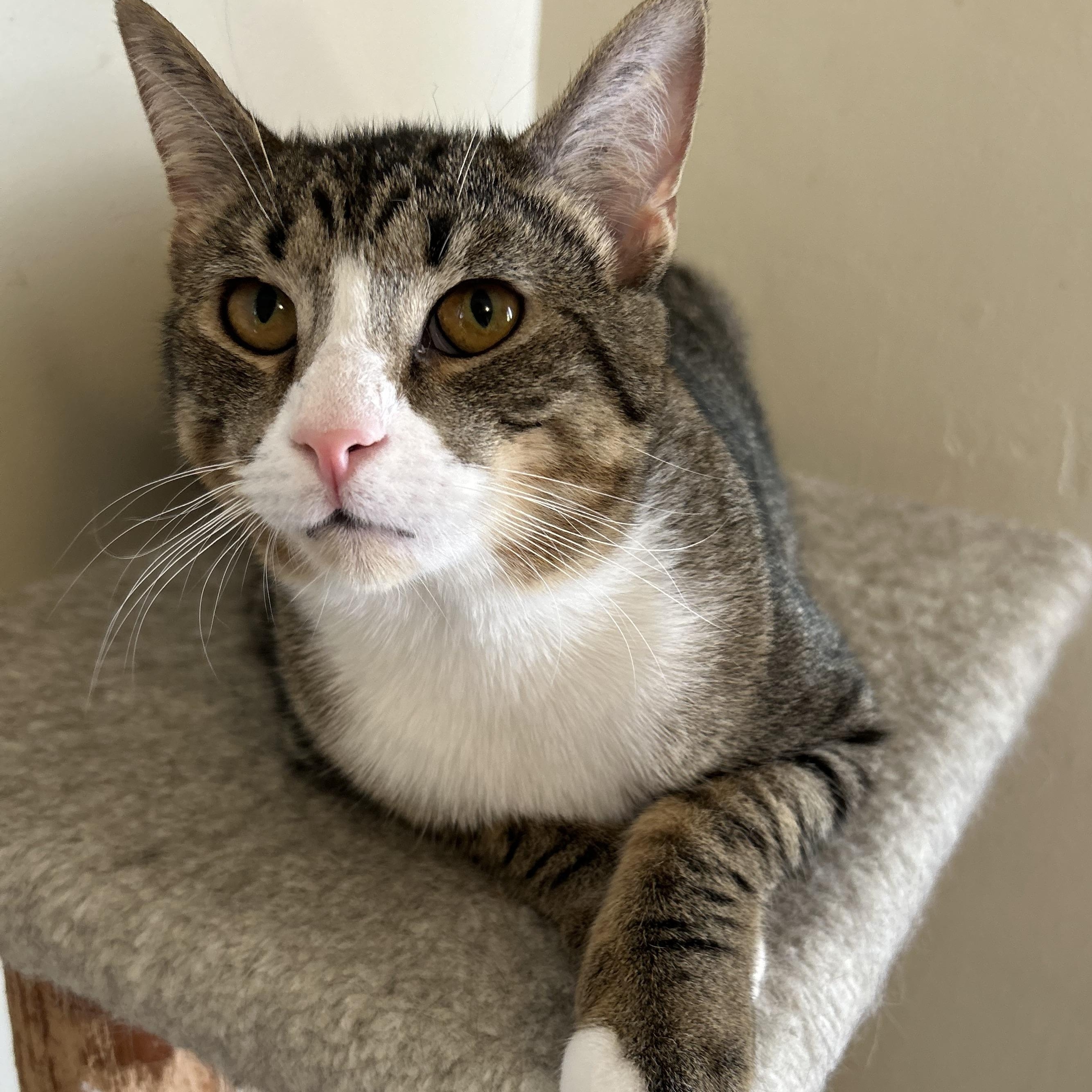 Charlie , ADOPTABLE, Kitten Male Domestic Short Hair.