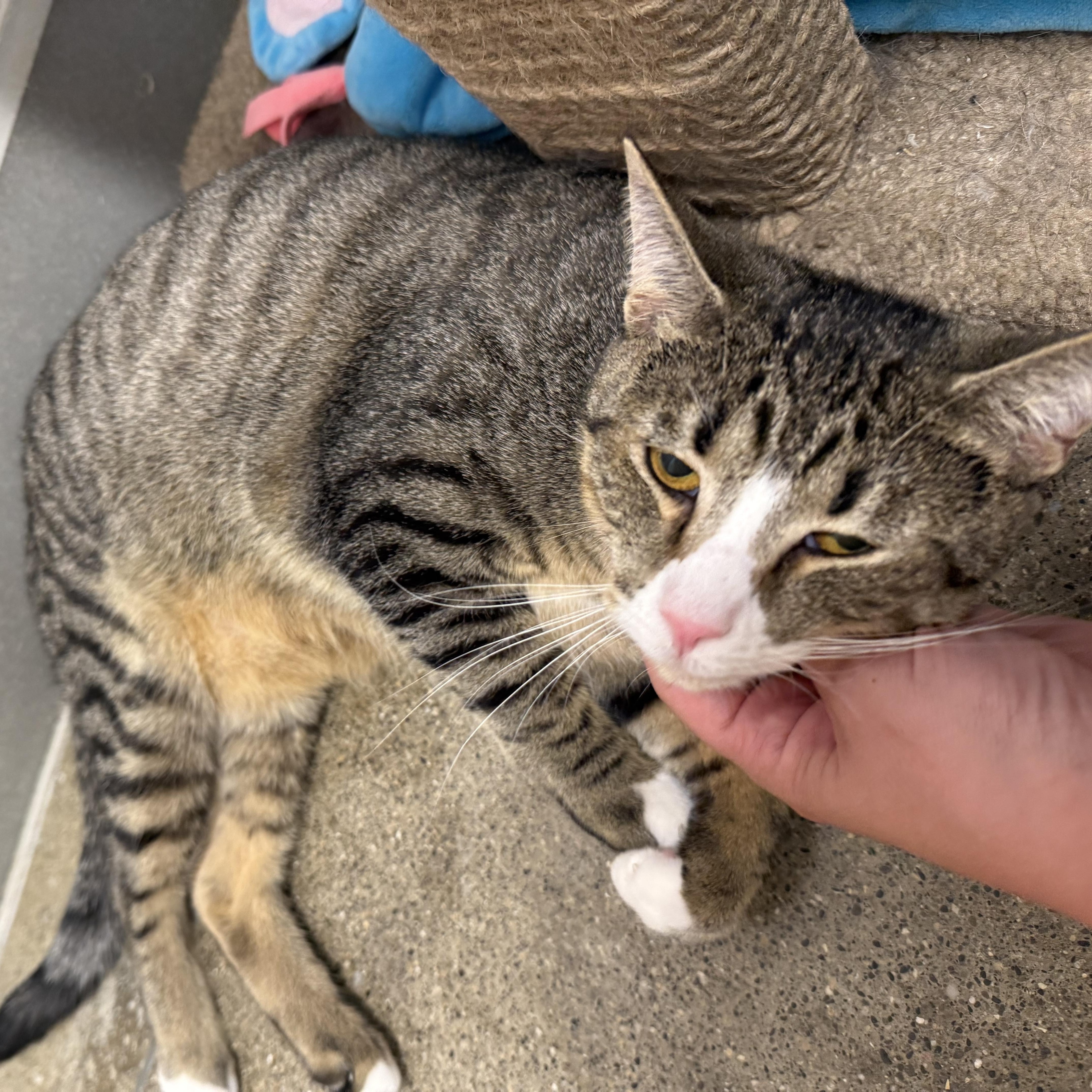 Enlarge Charlie , a ADOPTABLE Domestic Short Hair in Columbus , OH image 4/4