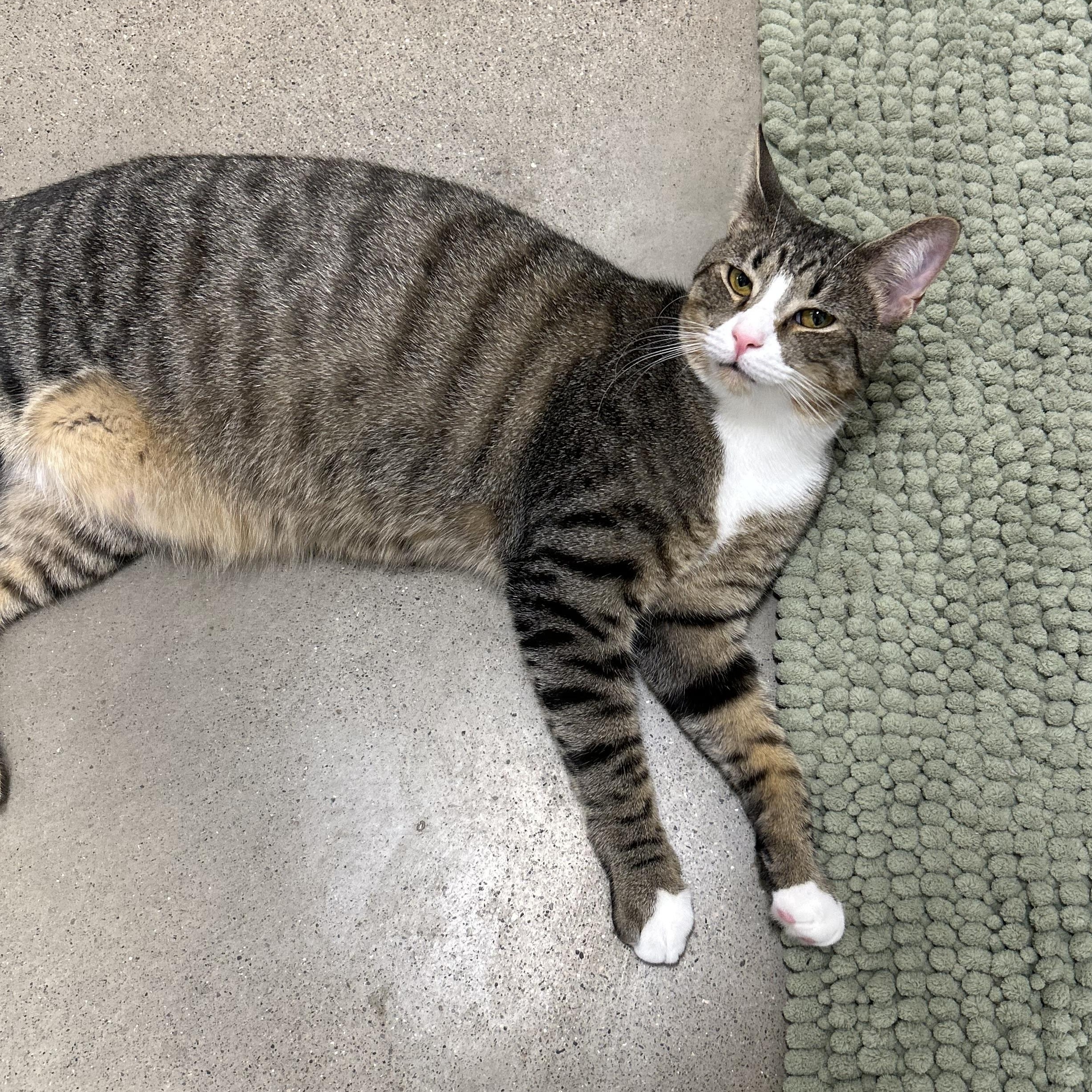 Enlarge Charlie , a ADOPTABLE Domestic Short Hair in Columbus , OH image 3/4