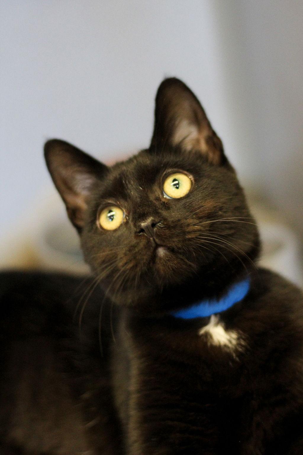 Enlarge Galaxy 50177, a Adoptable Domestic Short Hair in Petaluma, CA image 1/2