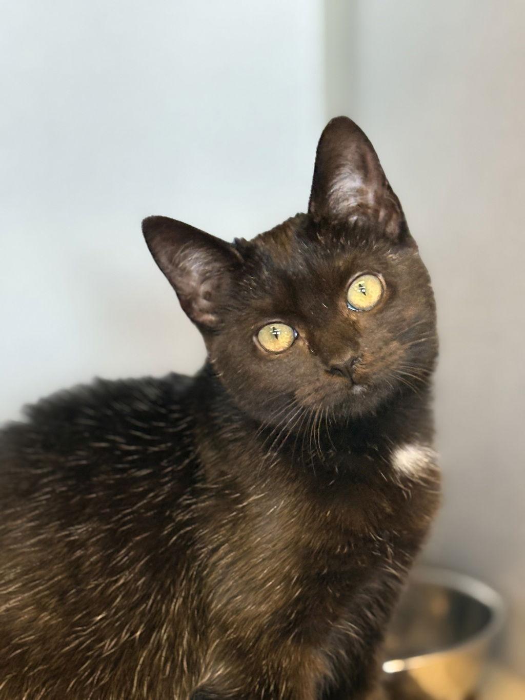 Enlarge Galaxy 50177, a Adoptable Domestic Short Hair in Petaluma, CA image 2/2