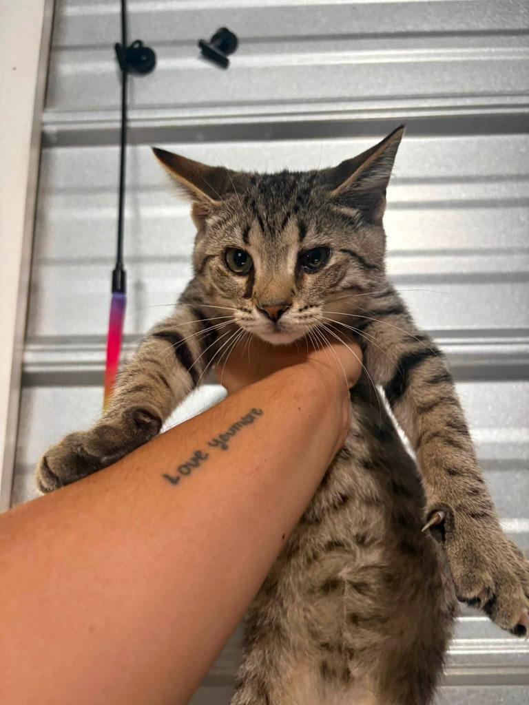 Enlarge Tabby, a Adoptable mixed breed in Russellville, KY image 1/1