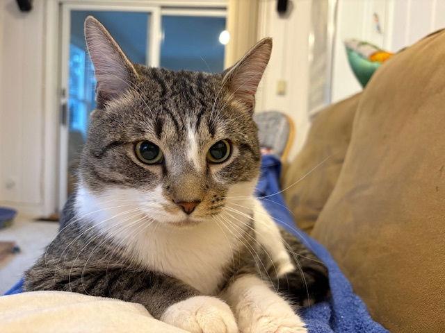 Enlarge Desi, a Adopted Domestic Short Hair in Lutherville, MD image 1/3