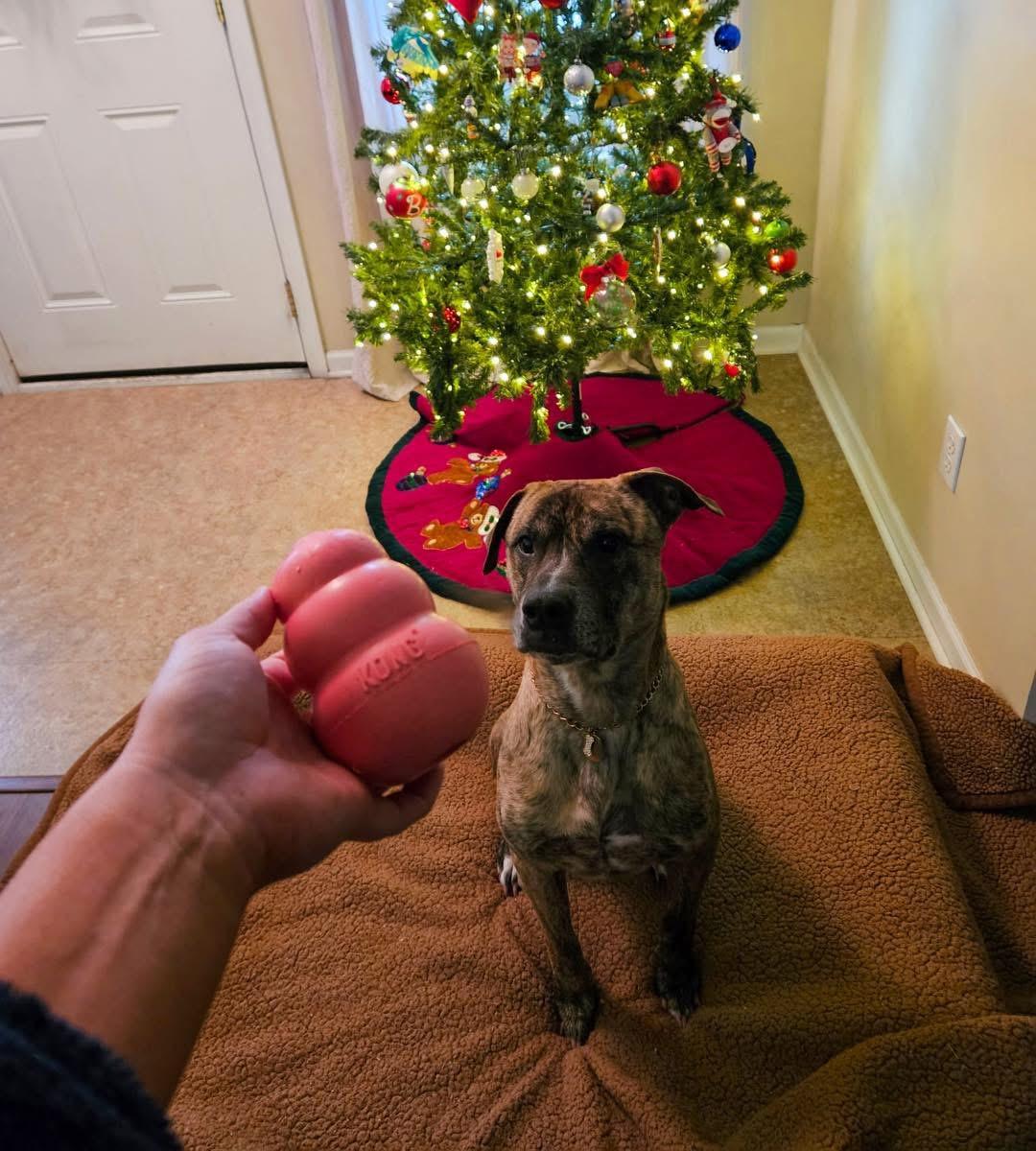 Enlarge Tupac, an adopted Mixed Breed in Valparaiso, IN image 5/6