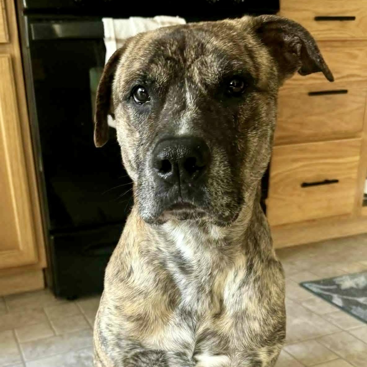 Tupac, a Adoptable Mixed Breed in Valparaiso, IN image 2/3