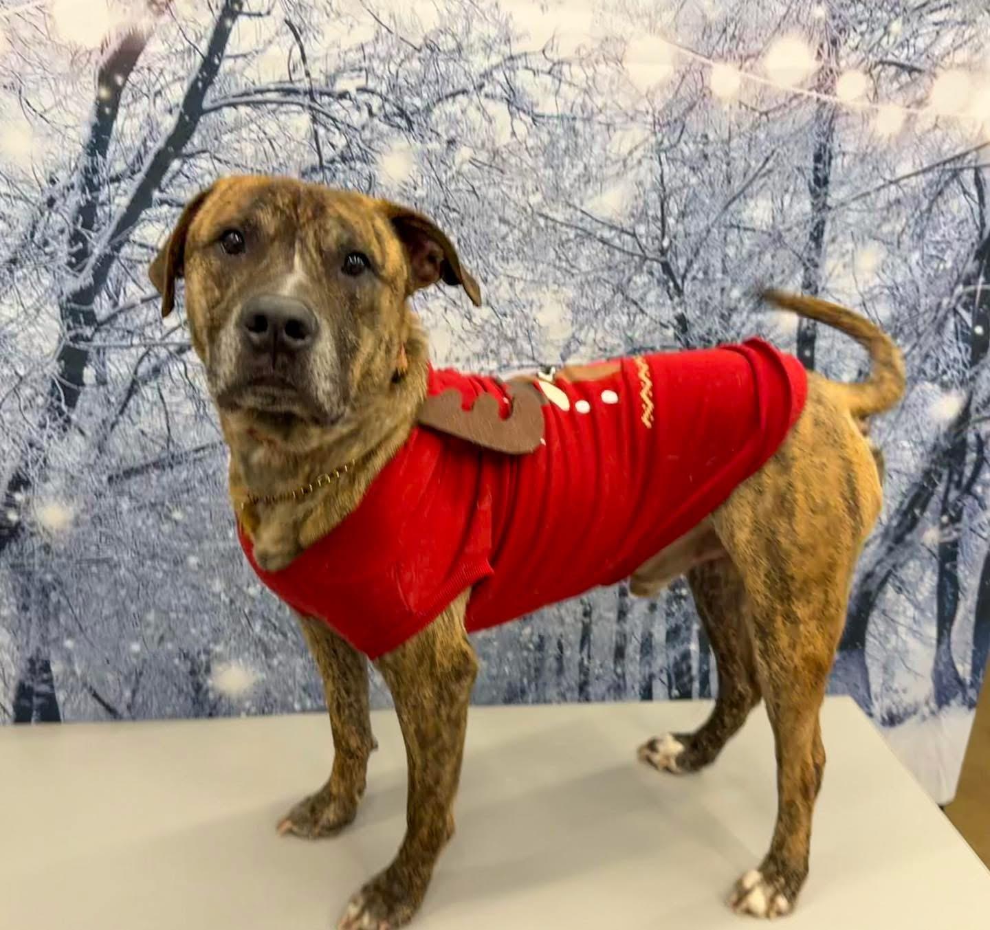 Enlarge Tupac, an adopted Mixed Breed in Valparaiso, IN image 4/6