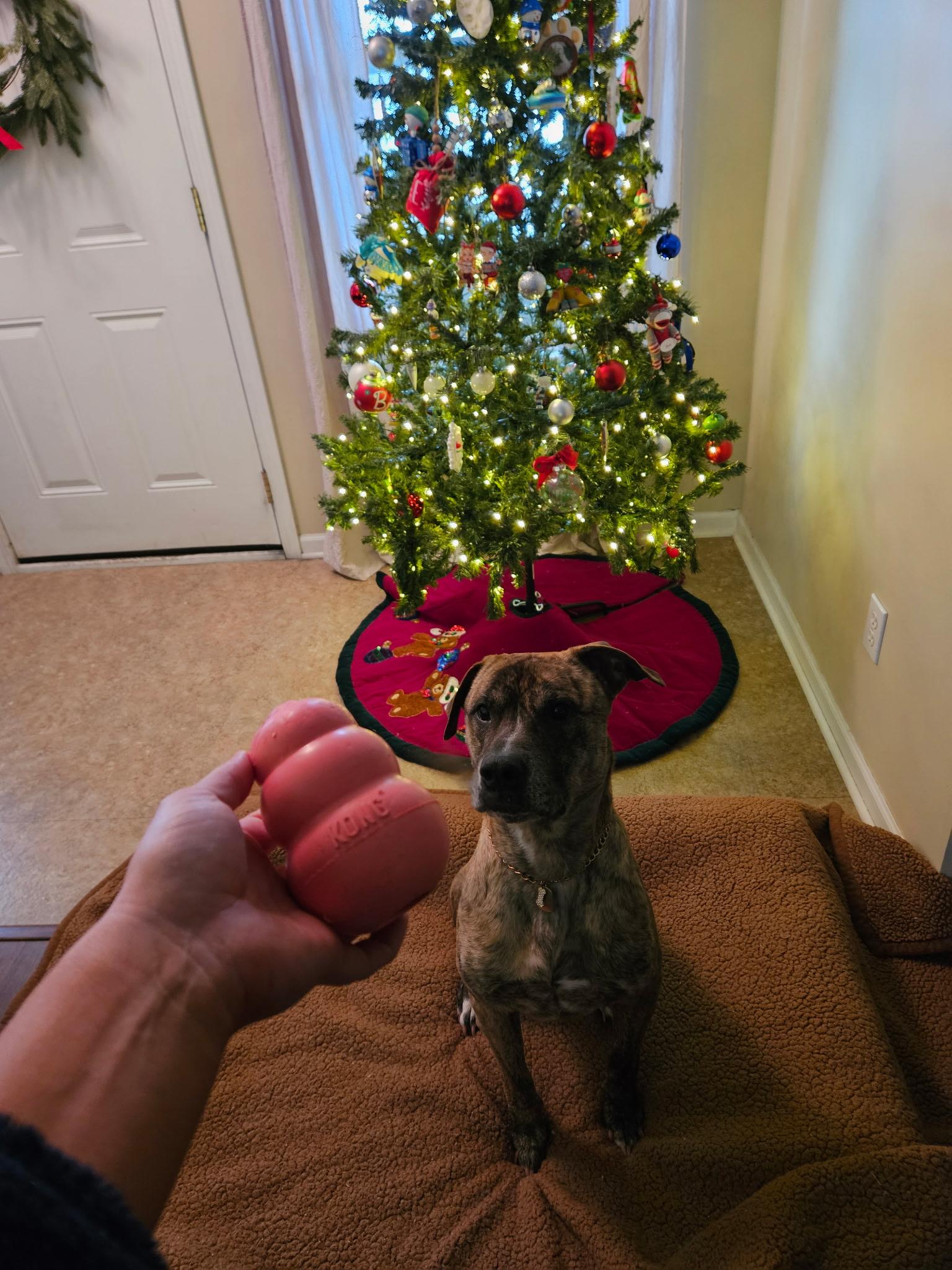 Enlarge Tupac, an adopted Mixed Breed in Valparaiso, IN image 1/6