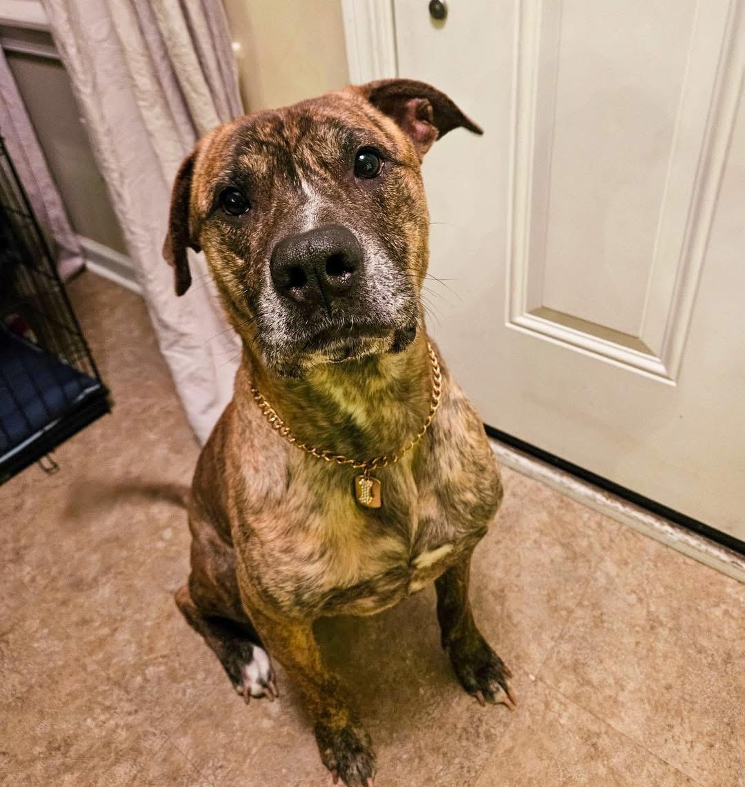 Enlarge Tupac, an adopted Mixed Breed in Valparaiso, IN image 2/6