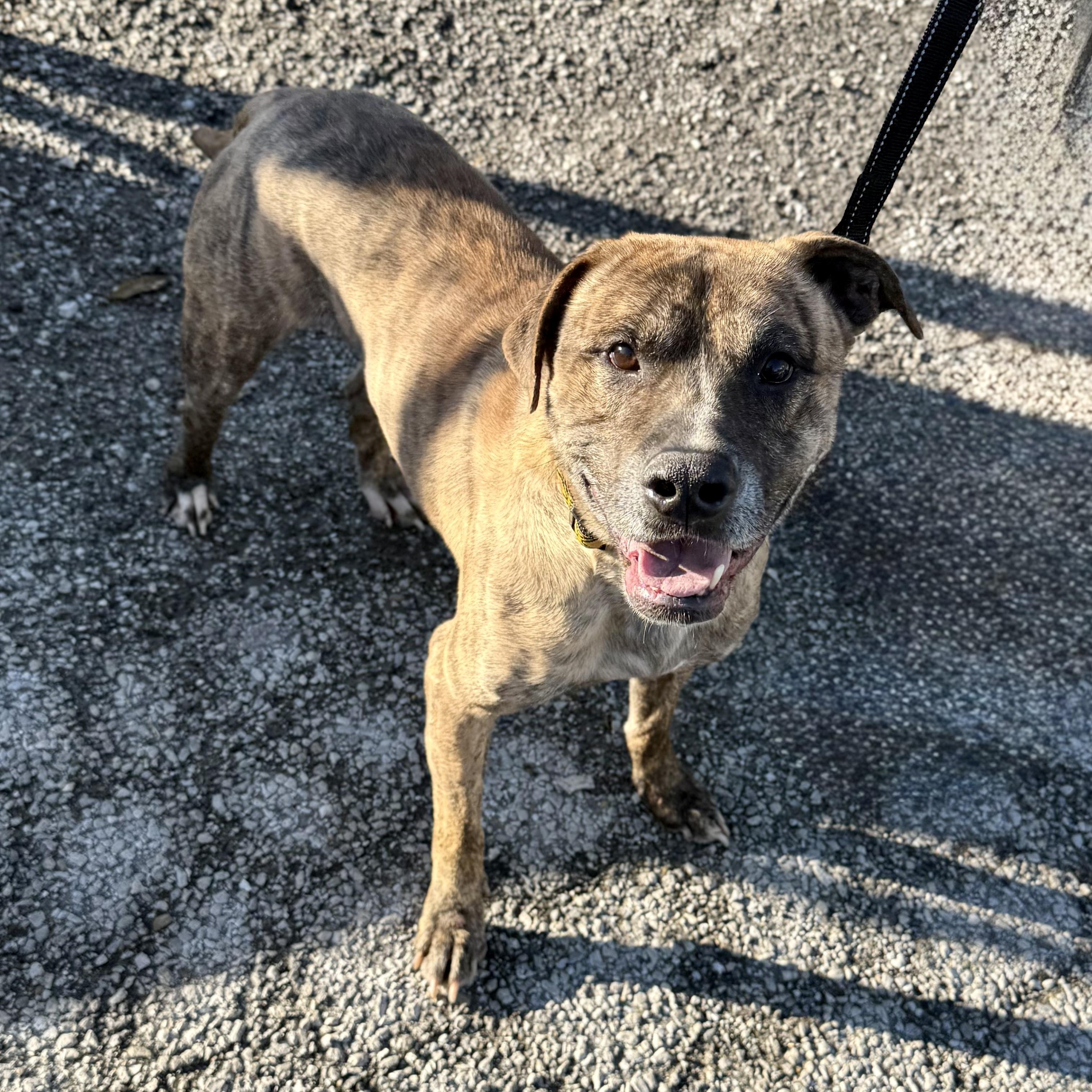 Tupac, Adoptable, Senior Male Mixed Breed.