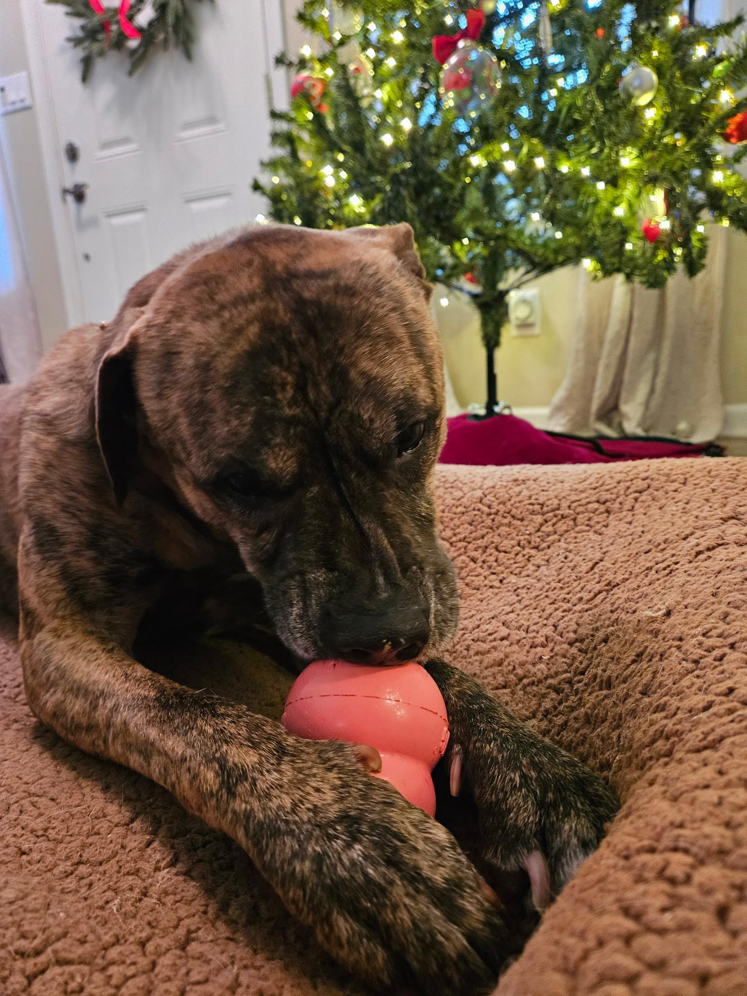 Enlarge Tupac, an adopted Mixed Breed in Valparaiso, IN image 3/6
