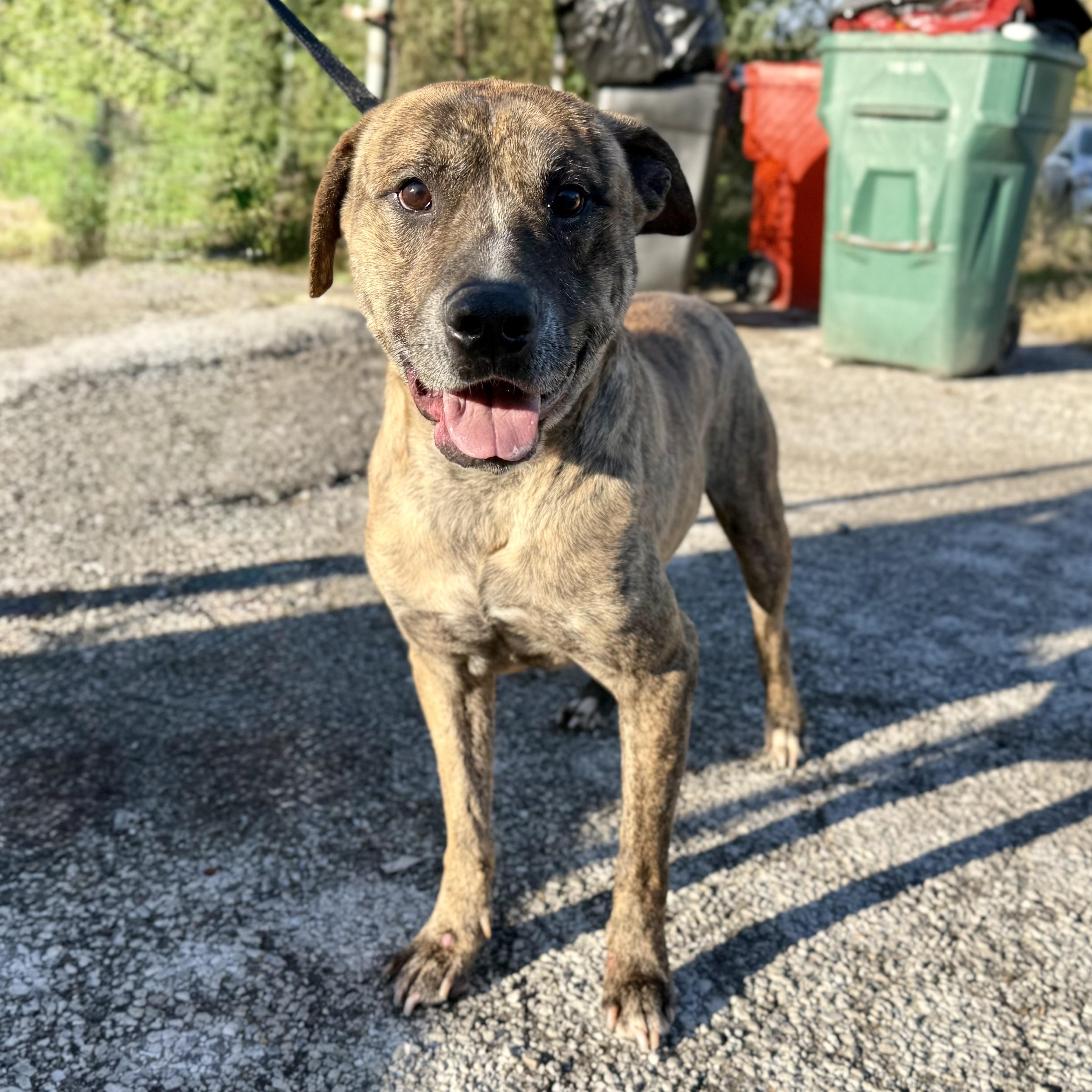 Tupac, a Adoptable Mixed Breed in Valparaiso, IN image 3/3