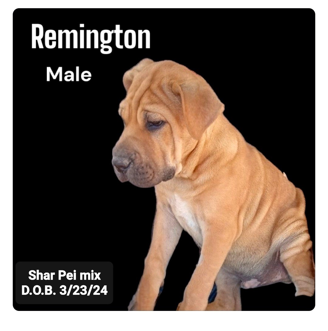 Remington, a Adoptable mixed breed image 3/3