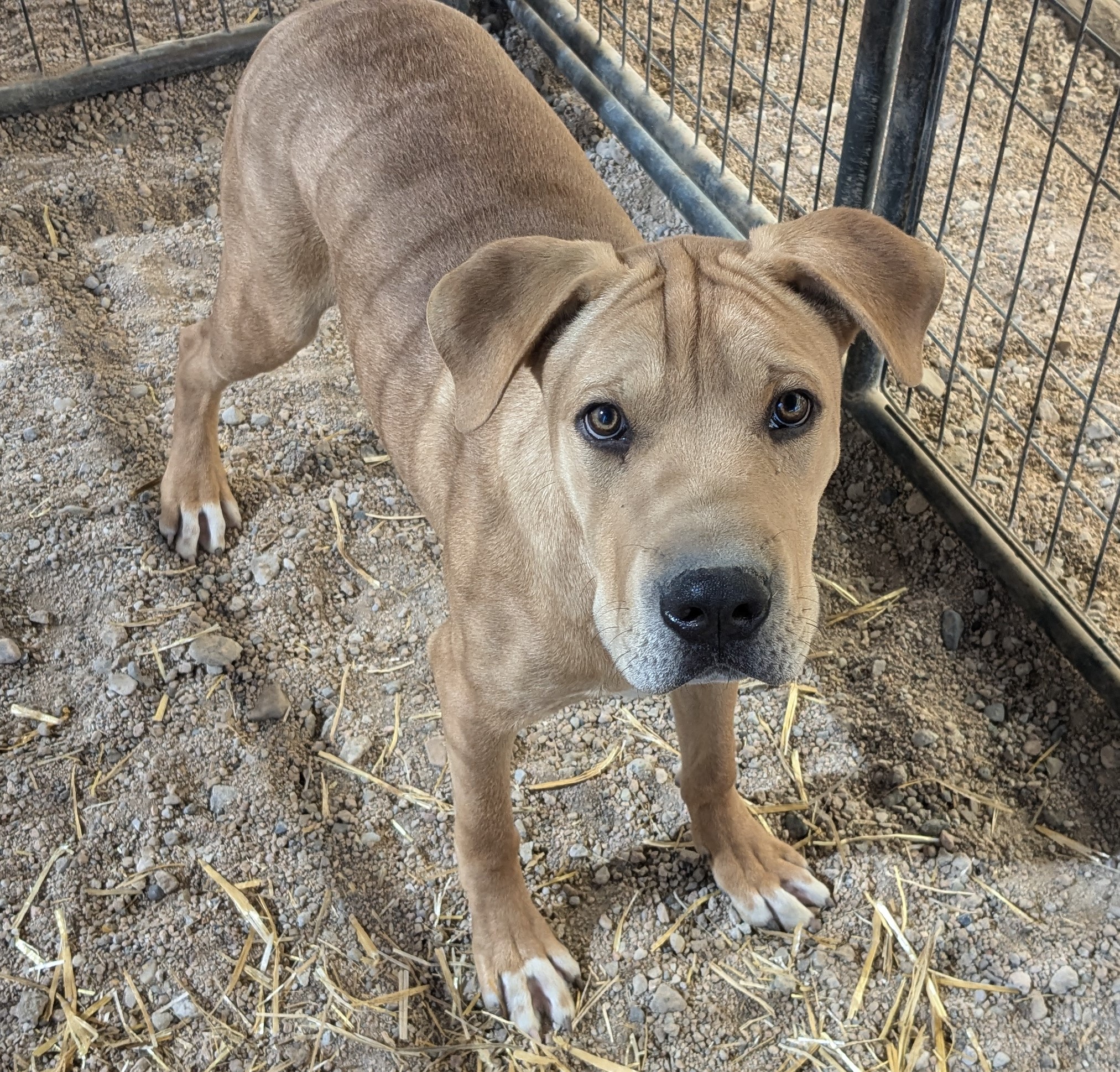 Remington, a Adoptable mixed breed image 1/3